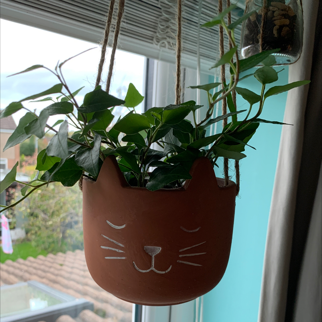 English Ivy plant photo by @MintyBobcat named Basil on Greg, the plant care app.