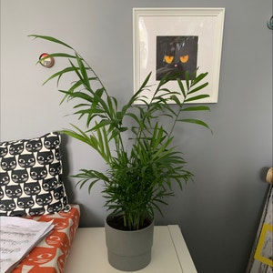 Parlour Palm plant photo by @MintyBobcat named Palm on Greg, the plant care app.