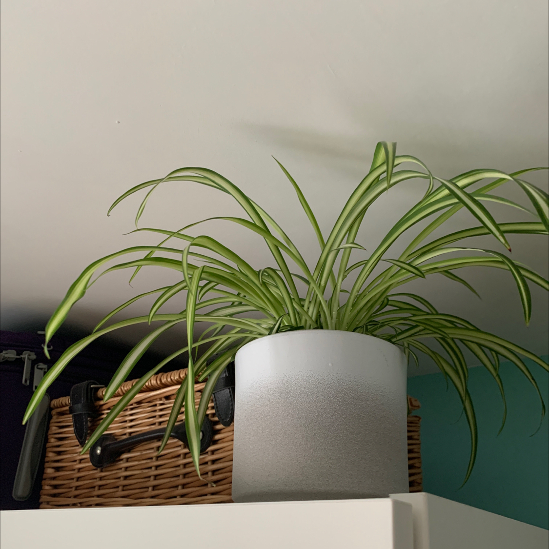Spider Plant plant photo by @MintyBobcat named Calvin on Greg, the plant care app.