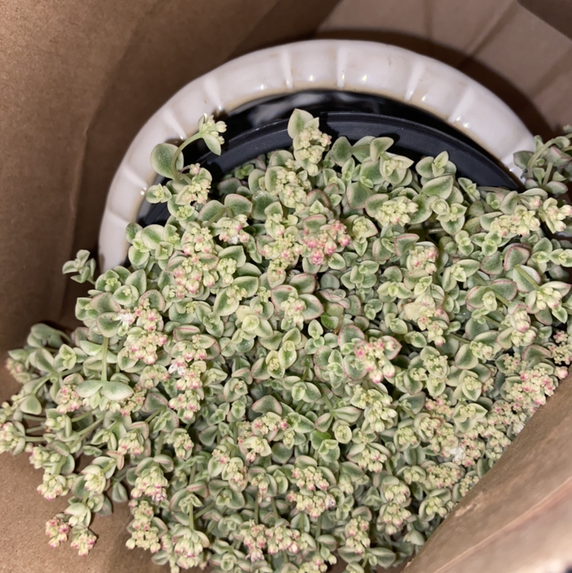 Corsican Stonecrop plant in a pot inside a paper bag, healthy with densely packed leaves.