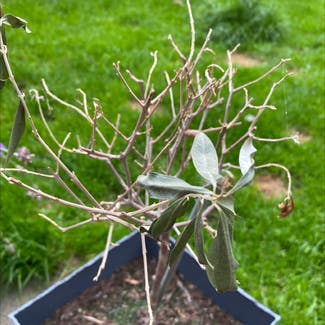 Russian Olive plant in Coppull, England