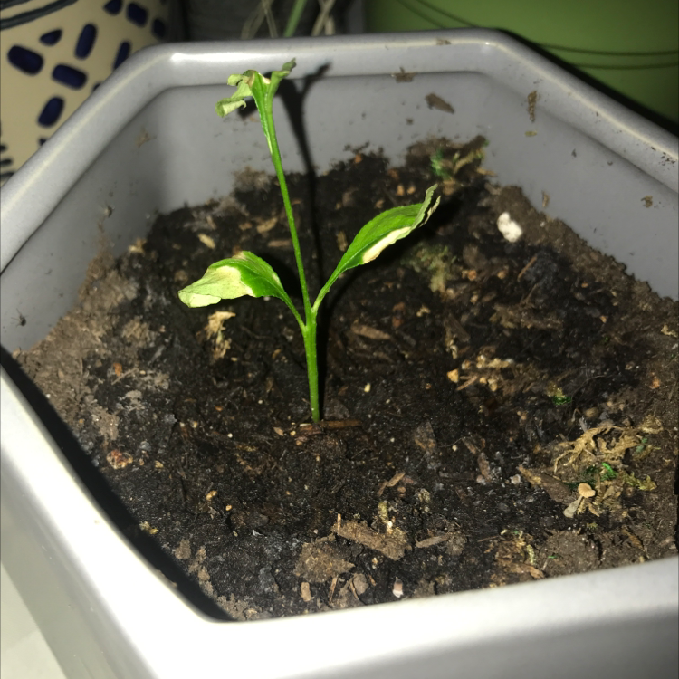 Healthy Meyer lemon tree seedling with two green leaves growing in moist soil in a white plastic container.