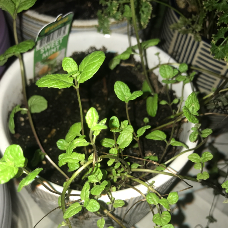 Potted Apple Mint plant with healthy green leaves and visible soil.