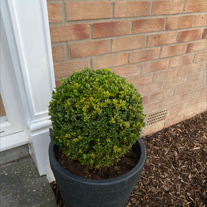 Healthy common boxwood shrub with dense green foliage planted in a blue ceramic pot next to a brick wall.