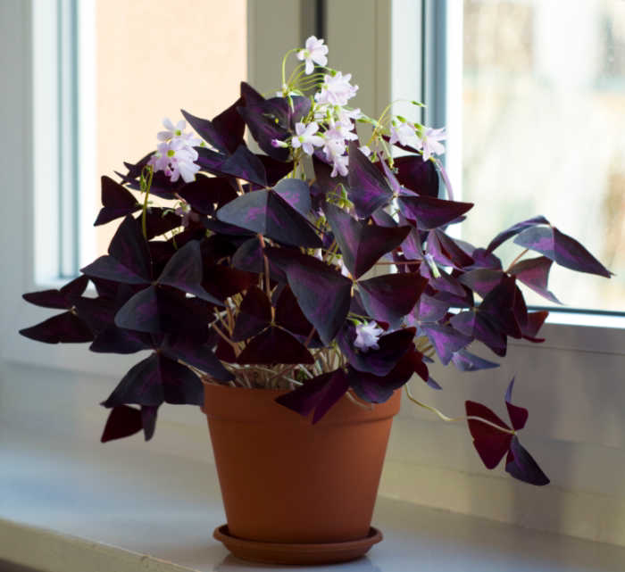 Purple Shamrocks plant photo by @Armin named Oxalis on Greg, the plant care app.