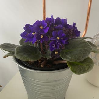 Kenyan Violet plant in Maple Ridge, British Columbia