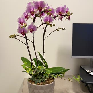 Phalaenopsis Orchid plant in Maple Ridge, British Columbia