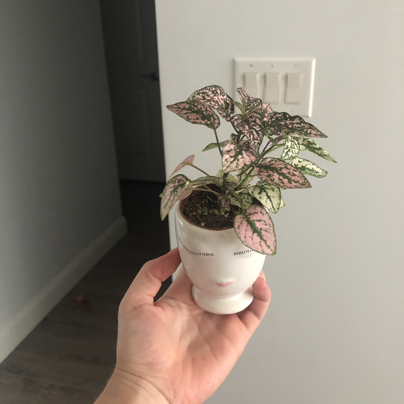 Polka Dot Plant plant photo by @Cierrakmartin named Farrah on Greg, the plant care app.