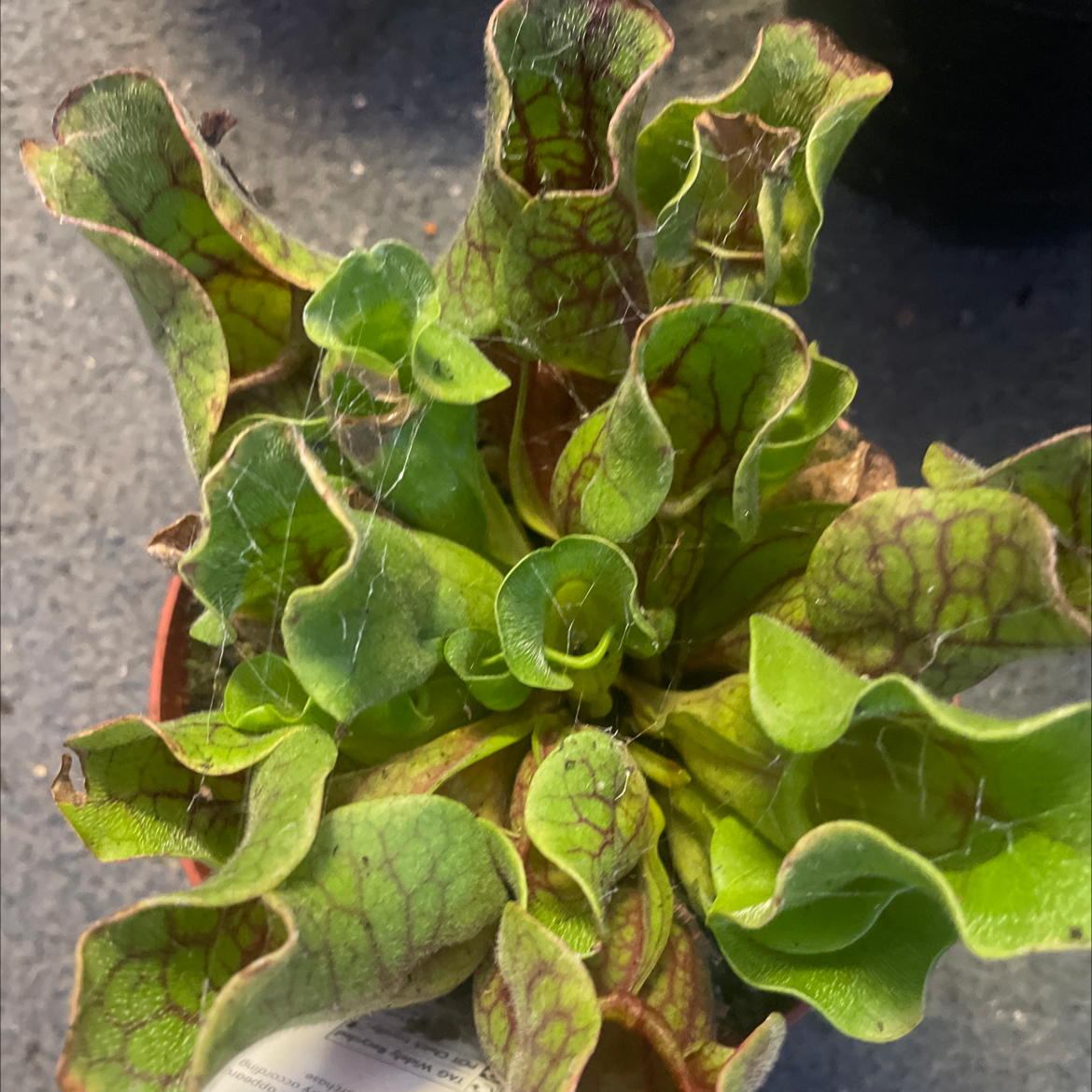Purple Pitcher Plant with vibrant green leaves and purple veining.