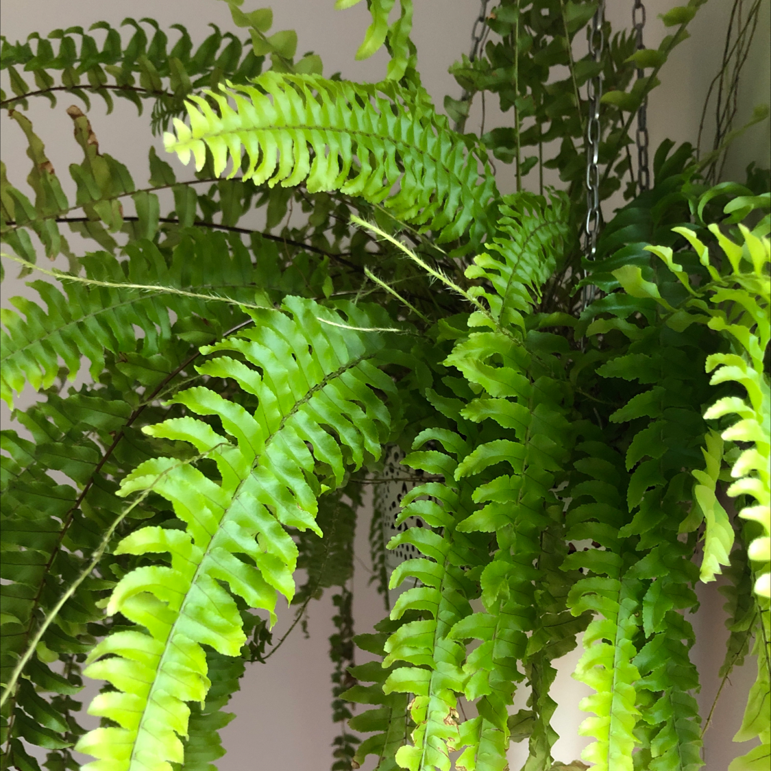 Photo of the plant species Boston Fern by Marte l named Hanging fern on Greg, the plant care app