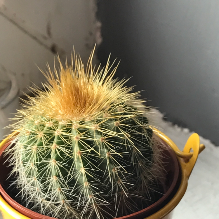 Golden Barrel Cactus plant photo by @getoutofmyfridge named Carla on Greg, the plant care app.