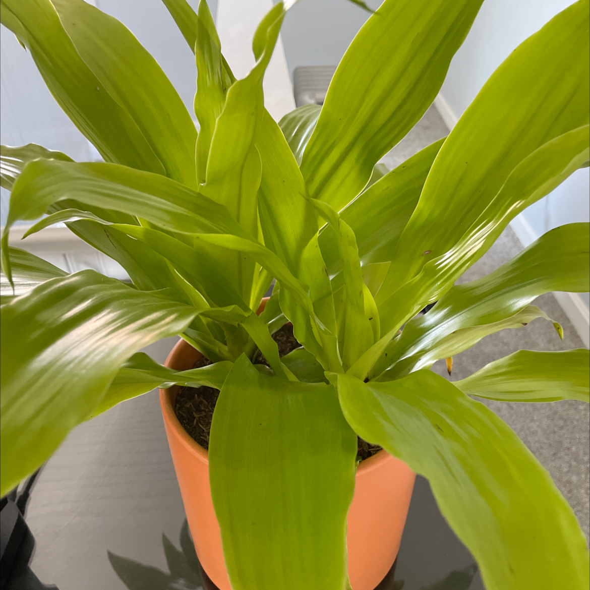 Dracaena 'Lemon Lime' plant in a pot with vibrant green leaves.