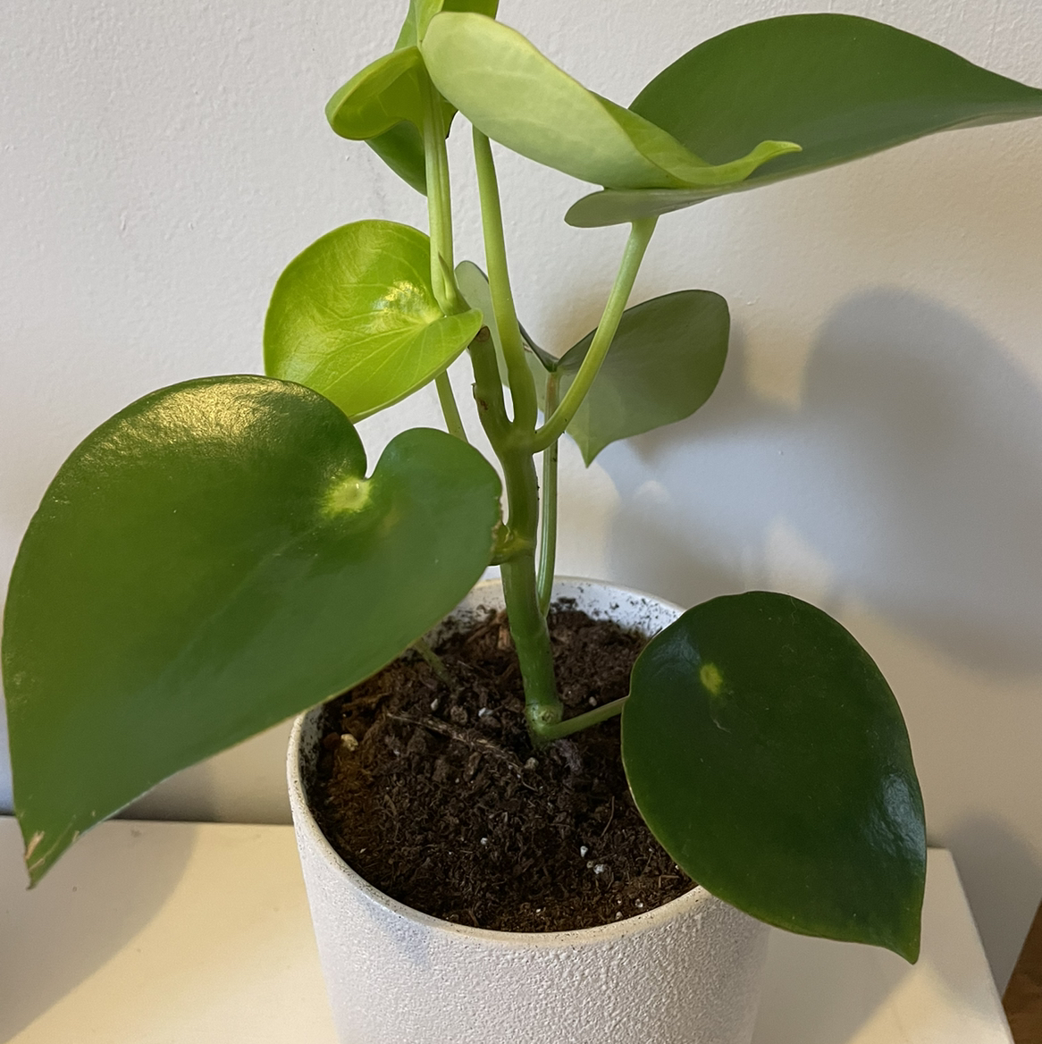 Raindrop Peperomia plant in a white pot with healthy green leaves and visible soil.