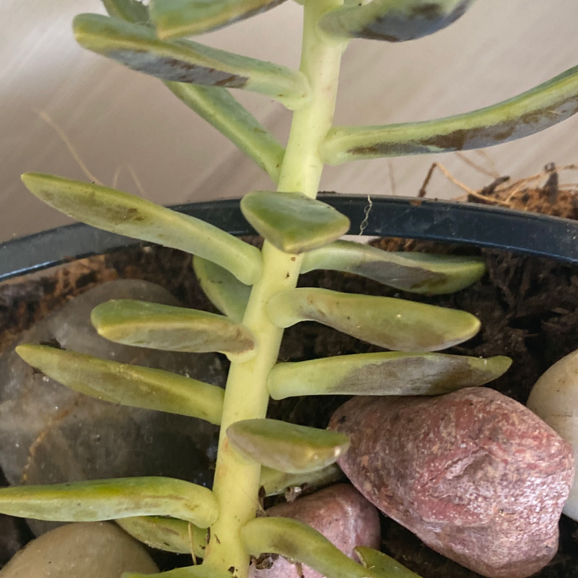 Pale Stonecrop succulent with thick, fleshy leaves showing some yellowing. Potted with visible soil and stones.