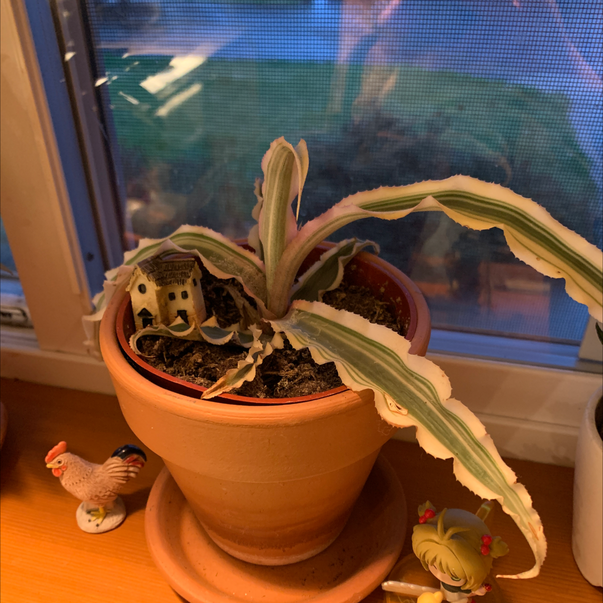 Potted Earth Stars plant on a windowsill with some browning on the leaf edges and decorative items in the pot.