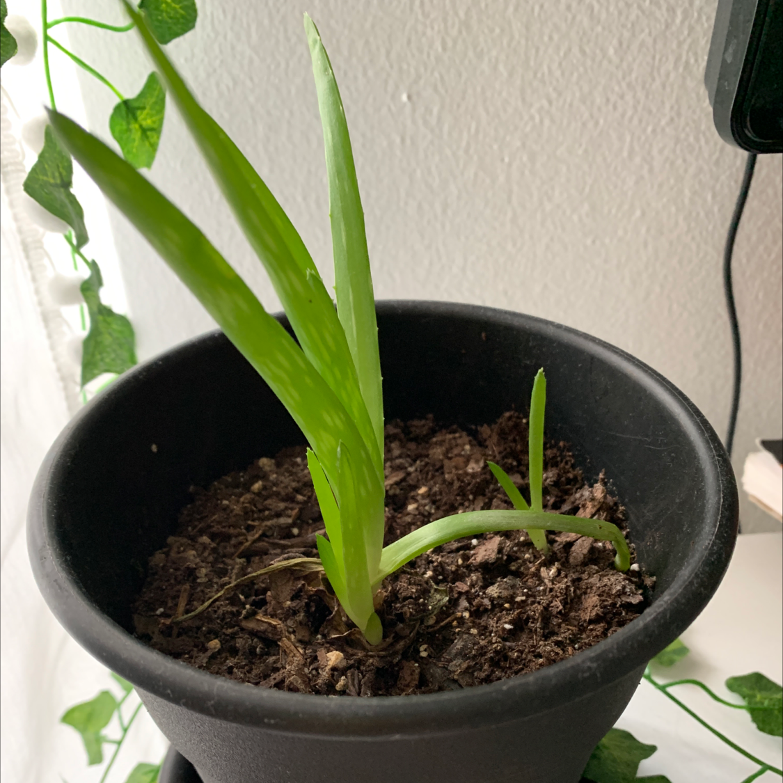 Aloe vera plant photo by @oatrabit named oddish on Greg, the plant care app.