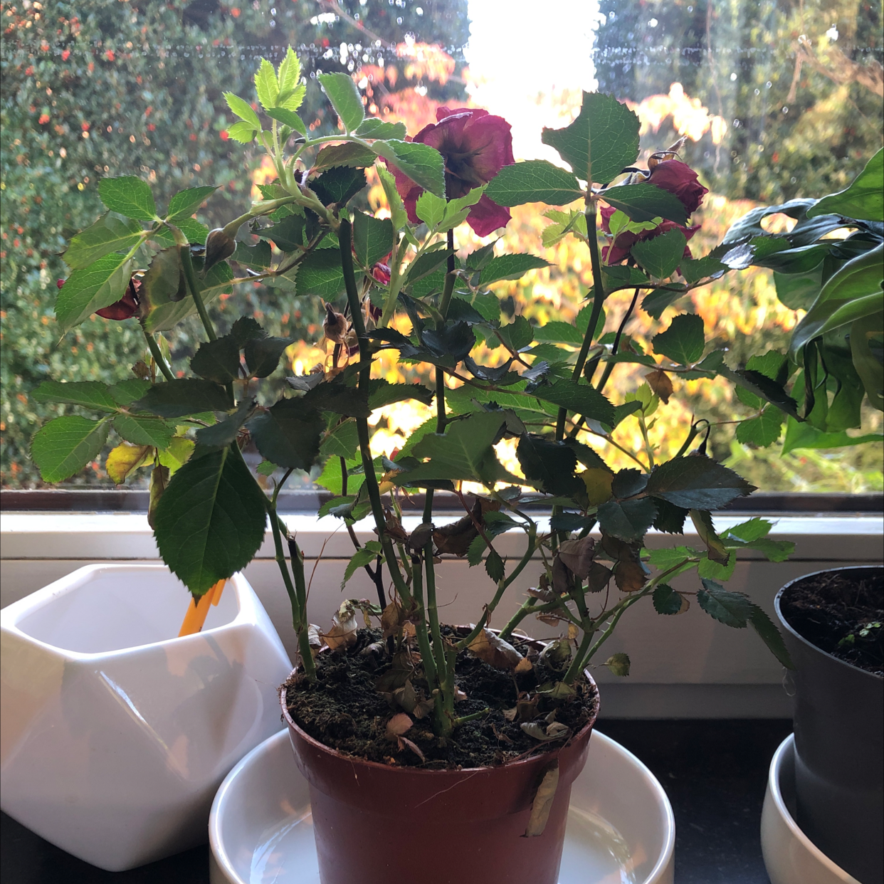 Potted Alpine Rose with some wilting and browning leaves, placed near a window.