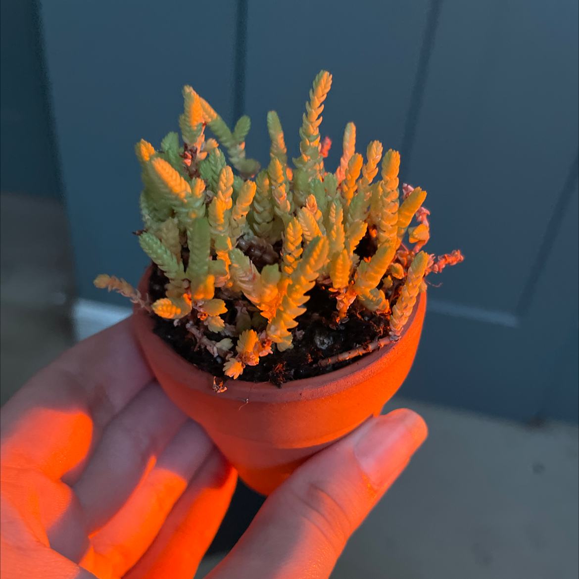 Rattail Crassula plant in a small pot, held by a hand, with some yellowing leaves.