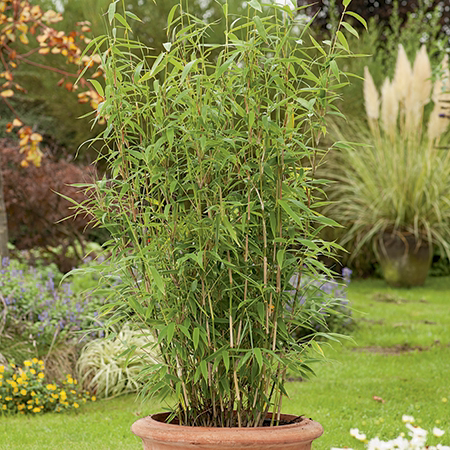Photo of the plant species Umbrella Bamboo by Jack named Bamboo on Greg, the plant care app