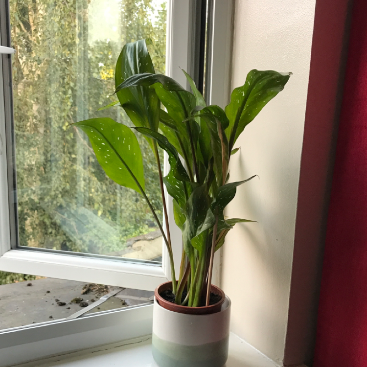 Potted Spotted Calla Lily on a windowsill with healthy green leaves.