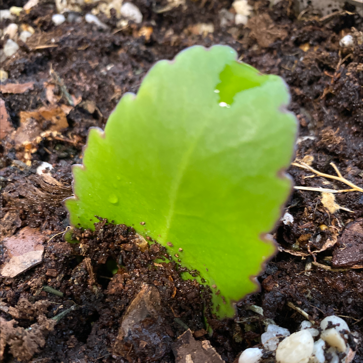 Close-up of a single bright green heart-shaped leaf of a young healthy Cathedral Bells succulent plant growing in soil outdoors.