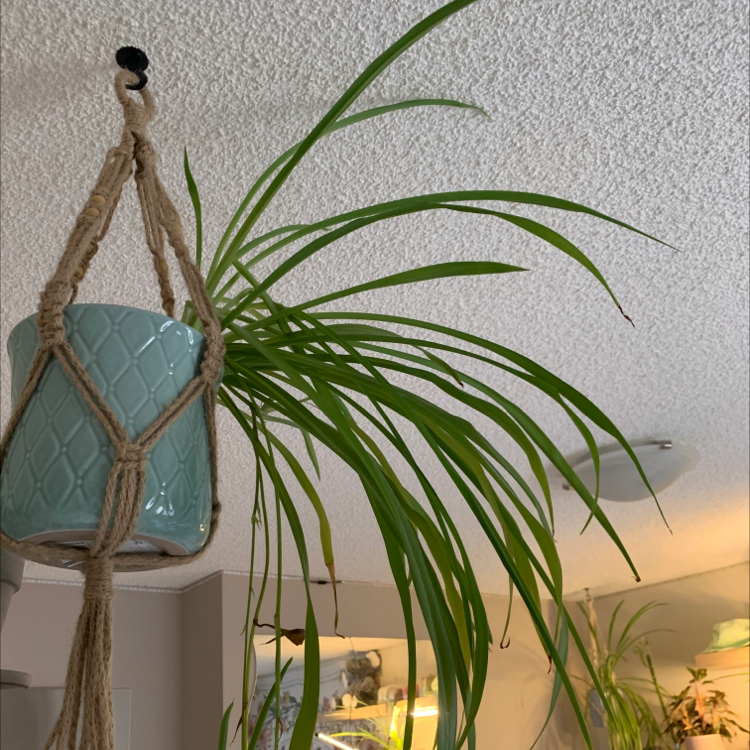 Spider Plant plant photo by @catstephany named cracked asses on Greg, the plant care app.