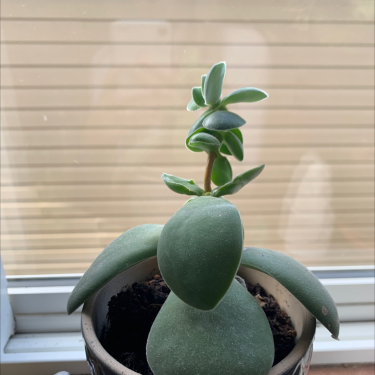 Potted Echeveria 'Blue Heron' succulent with thick, fleshy leaves in front of a window.