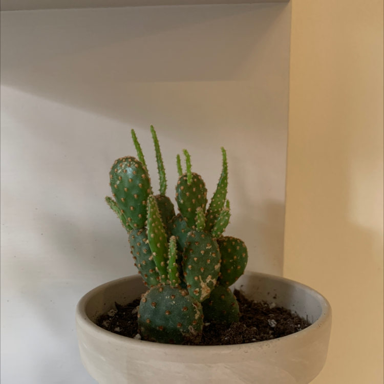 Potted Bakersfield Beavertail Cactus with green pads and small spines.