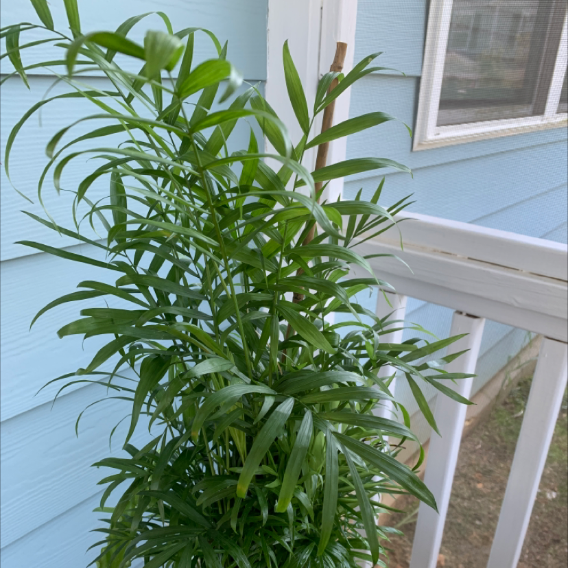 Parlour Palm plant photo by @SouthernCharm named Parlor Palm on Greg, the plant care app.