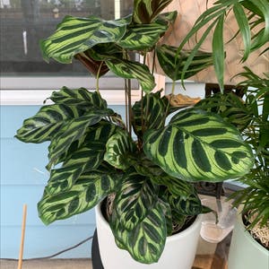 Cathedral Windows plant photo by @SouthernCharm named Calathea Makoyana on Greg, the plant care app.