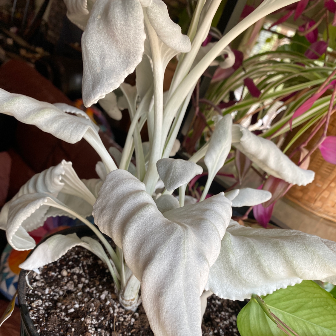 Angel Wings Senecio plant with white, velvety leaves in a pot with visible soil.