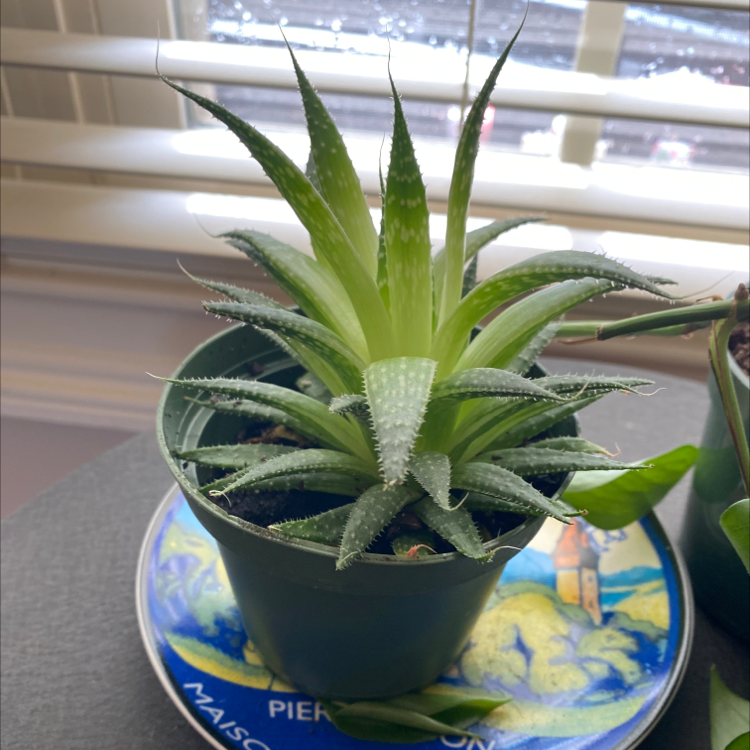 Aloe vera plant photo by Melissa named Captain buckbeack on Greg, the plant care app.