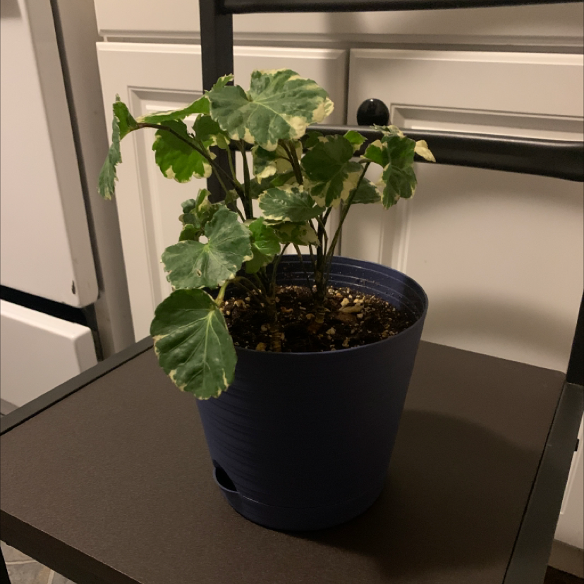 Fabian Aralia plant photo by @Plantkingsince2020 named Aralia on Greg, the plant care app.
