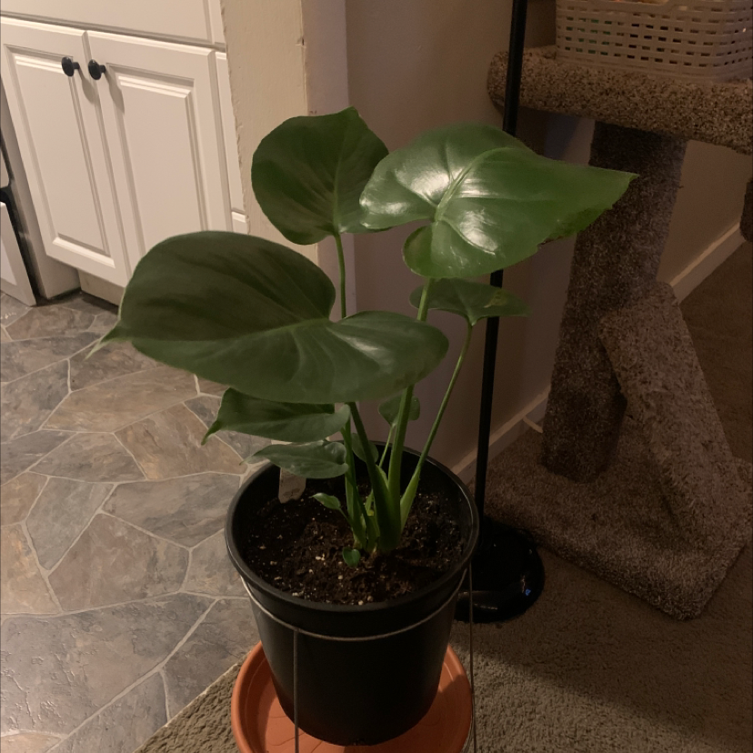 Monstera plant photo by @Plantkingsince2020 named Monstera on Greg, the plant care app.