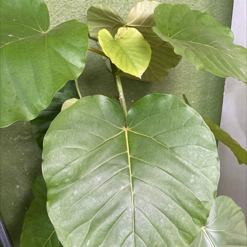 Ficus umbellata plant with large, heart-shaped leaves, some yellowing visible.
