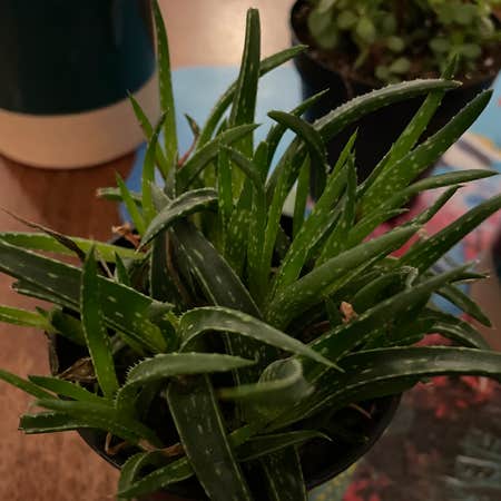 Photo of the plant species Aloe descoingsii by Ramennoodles named Keanu on Greg, the plant care app
