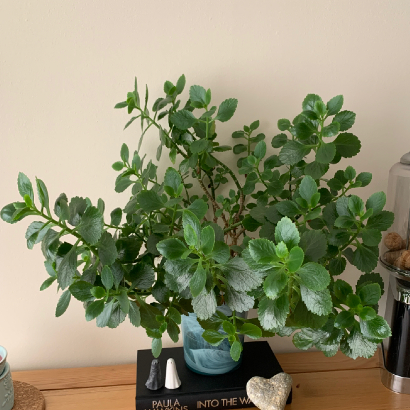 Florist Kalanchoe plant photo by @durbxnskies named Cowslip on Greg, the plant care app.