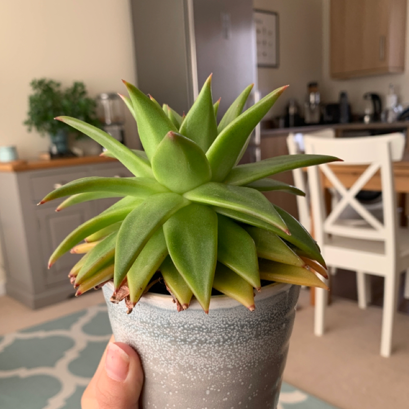 Lipstick Echeveria plant photo by @durbxnskies named Mac on Greg, the plant care app.