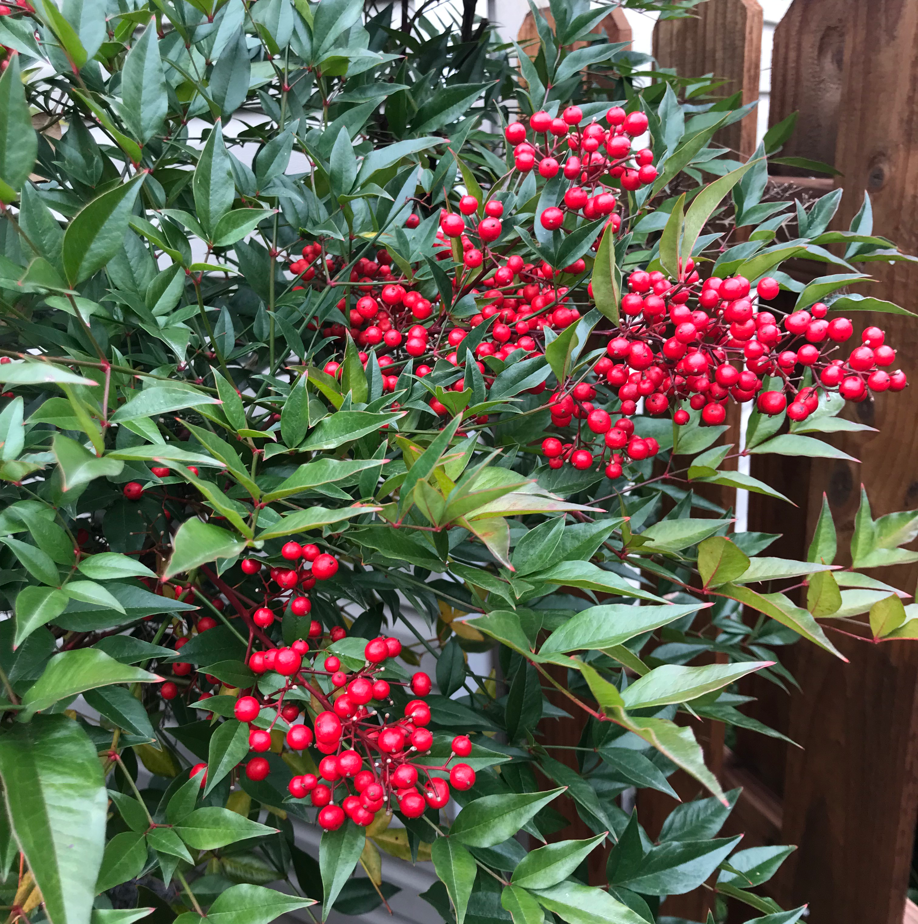 Sacred Bamboo plant with clusters of bright red berries and green leaves.