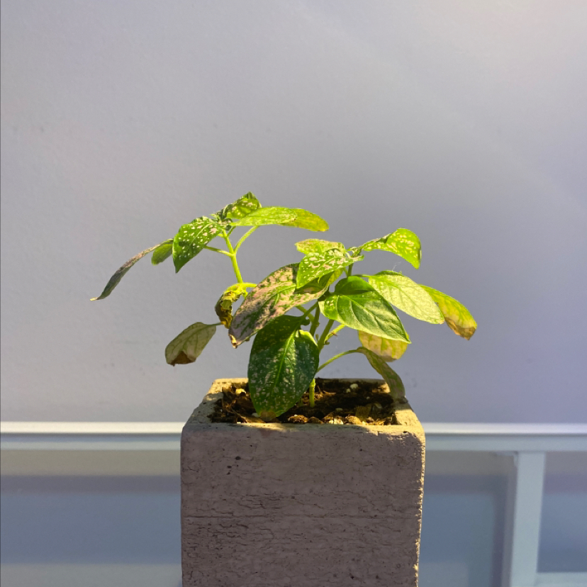 Polka Dot Plant plant photo by @abbybulmer named Dottie on Greg, the plant care app.
