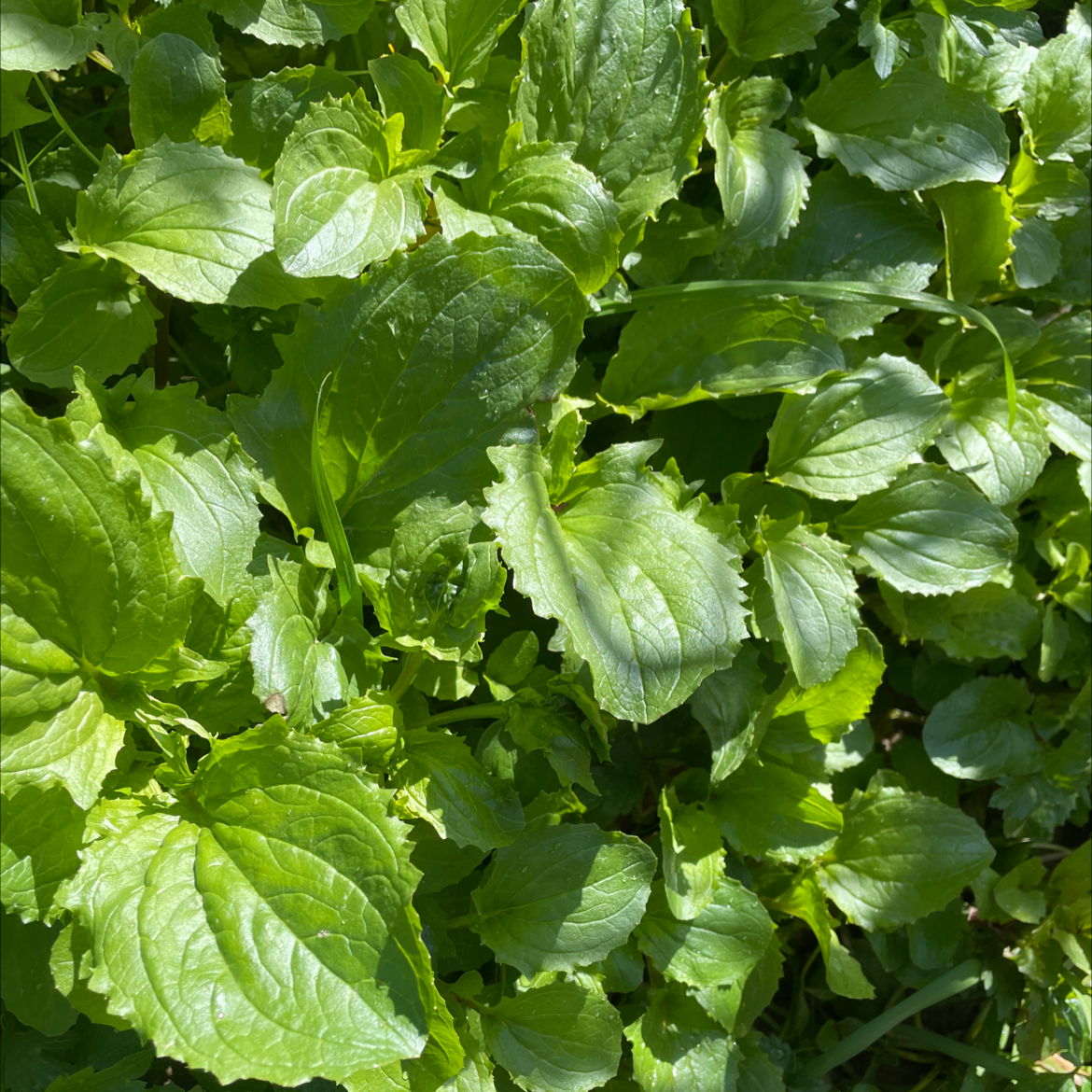 Plant care for Erythranthe maculosa on Greg, the plant care app