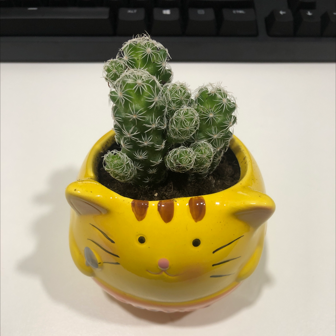 Photo of the plant species Peruvian Apple Cactus by Melissa named Tiger on Greg, the plant care app