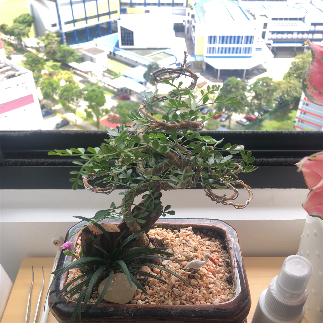 Photo of the plant species Kowhai by Melissa named Bon bon on Greg, the plant care app