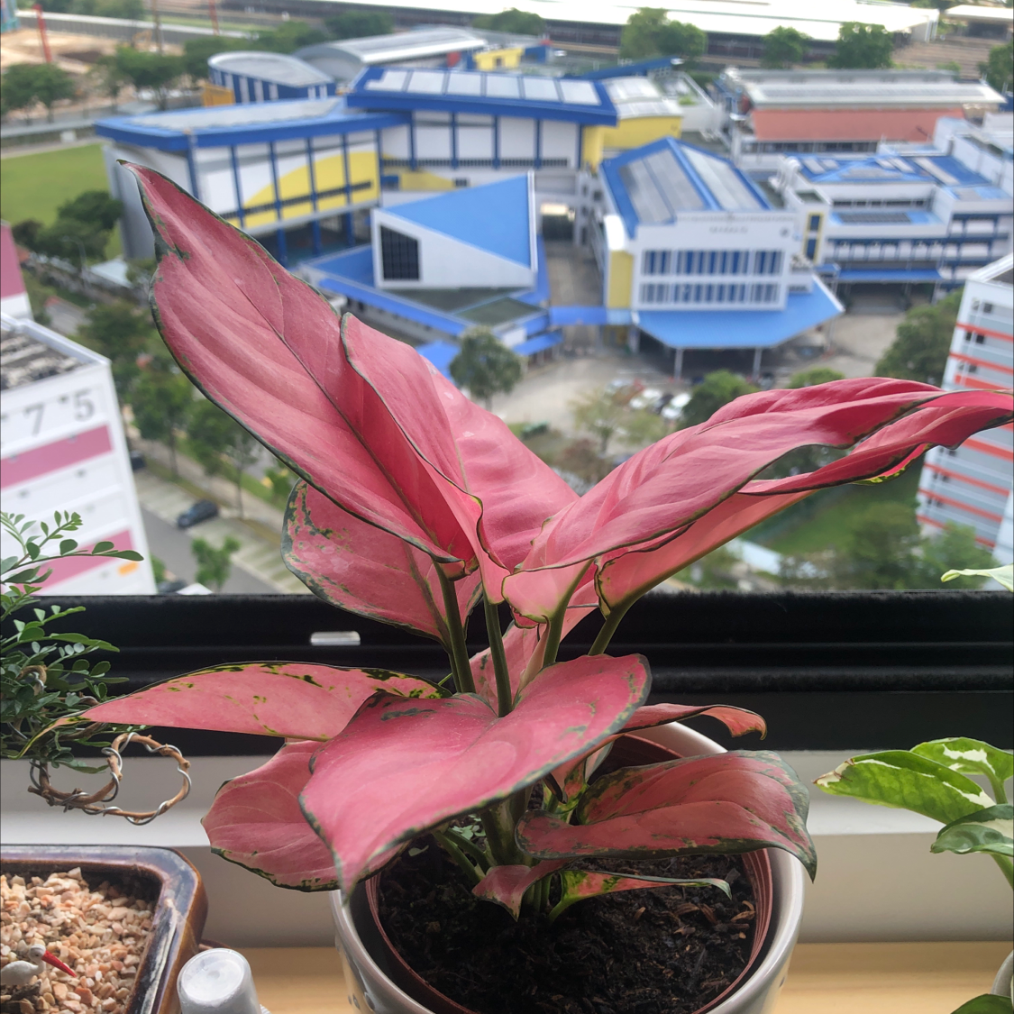 Aglaonema 'Red Valentine' plant with pink leaves and black edges on a windowsill.