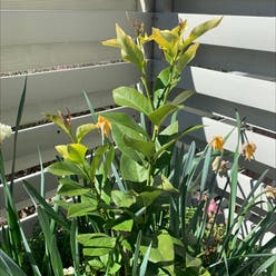 Eureka Lemon plant