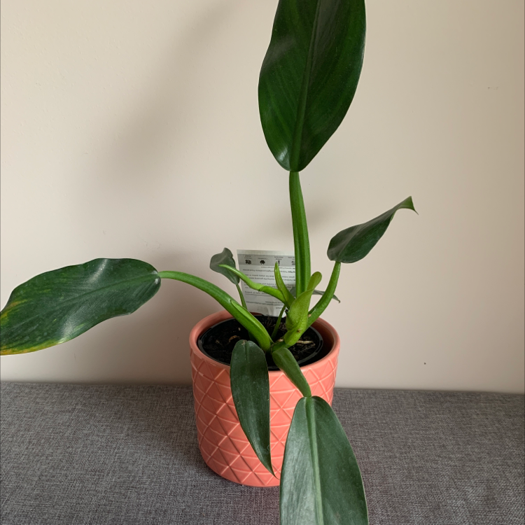 Philodendron 'Congo' plant in a pink pot with healthy green leaves.
