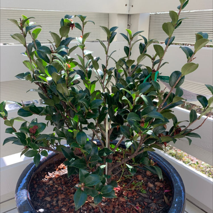 Photo of the plant species sasanqua camellia by Sasha named Camellia Sasanqua on Greg, the plant care app