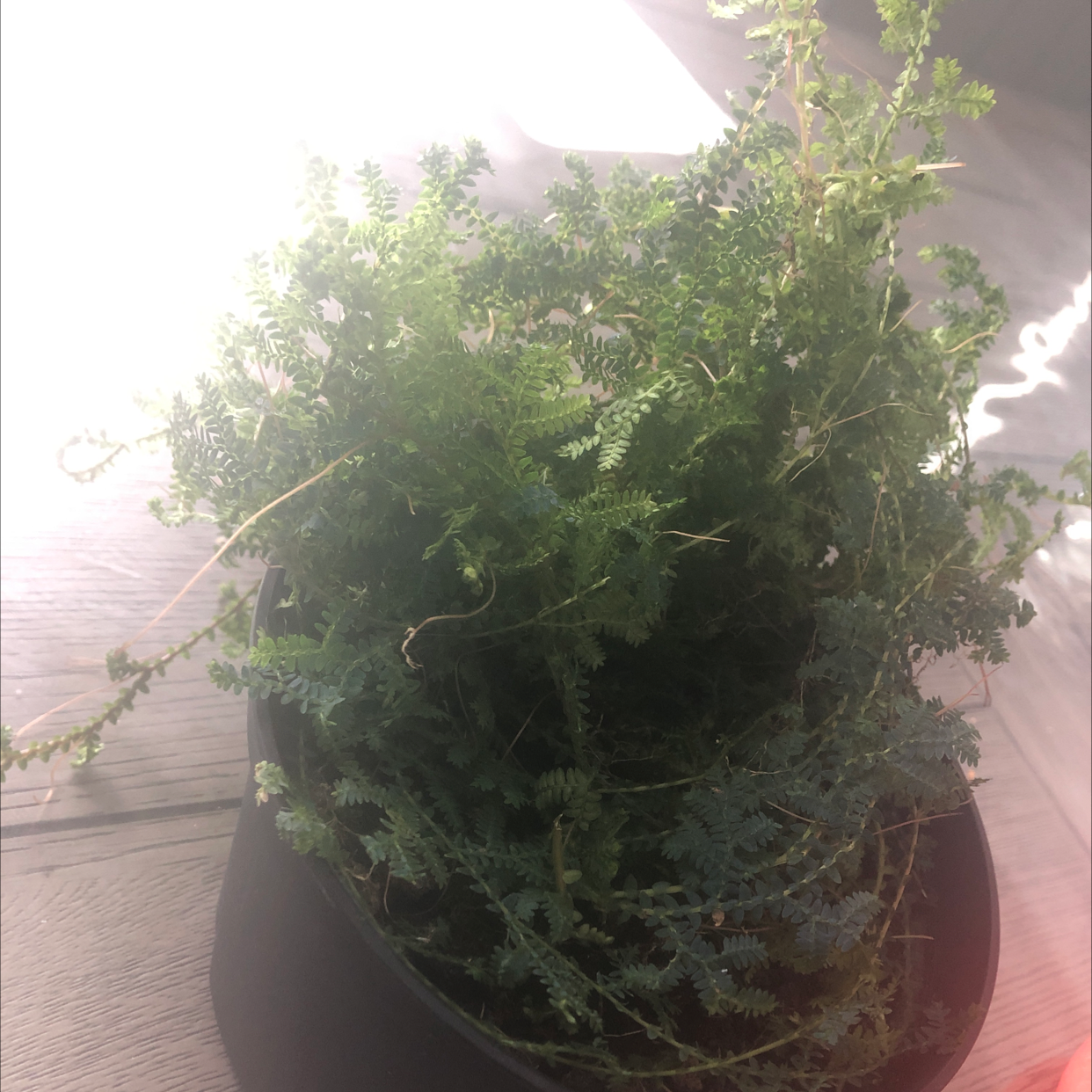 Thriving potted Club Moss plant with lush, vibrant green fern-like fronds densely covering the plant in a terra cotta pot.
