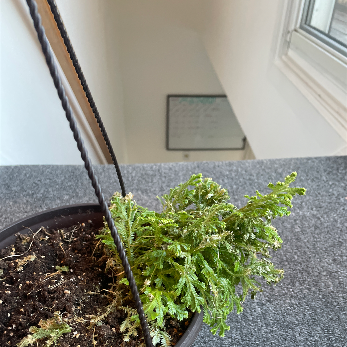 Close-up of a healthy, bright green Selaginella fern-like plant growing in dark soil indoors.