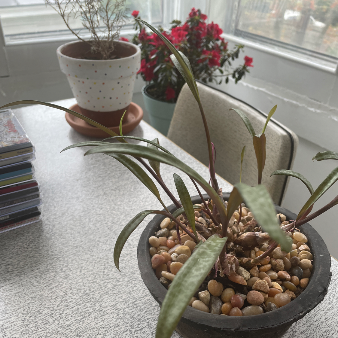 Silver Squill plant in a pot with pebbles, placed on a table indoors with other plants in the background.